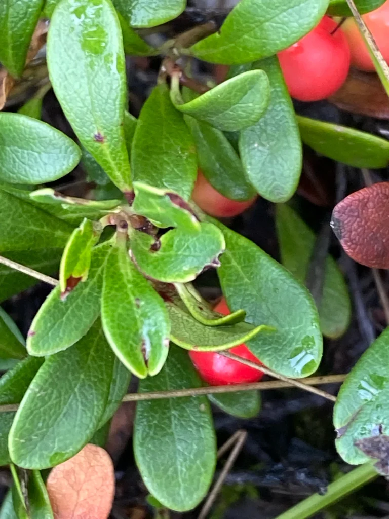Arctostaphylos Uva-Ursi