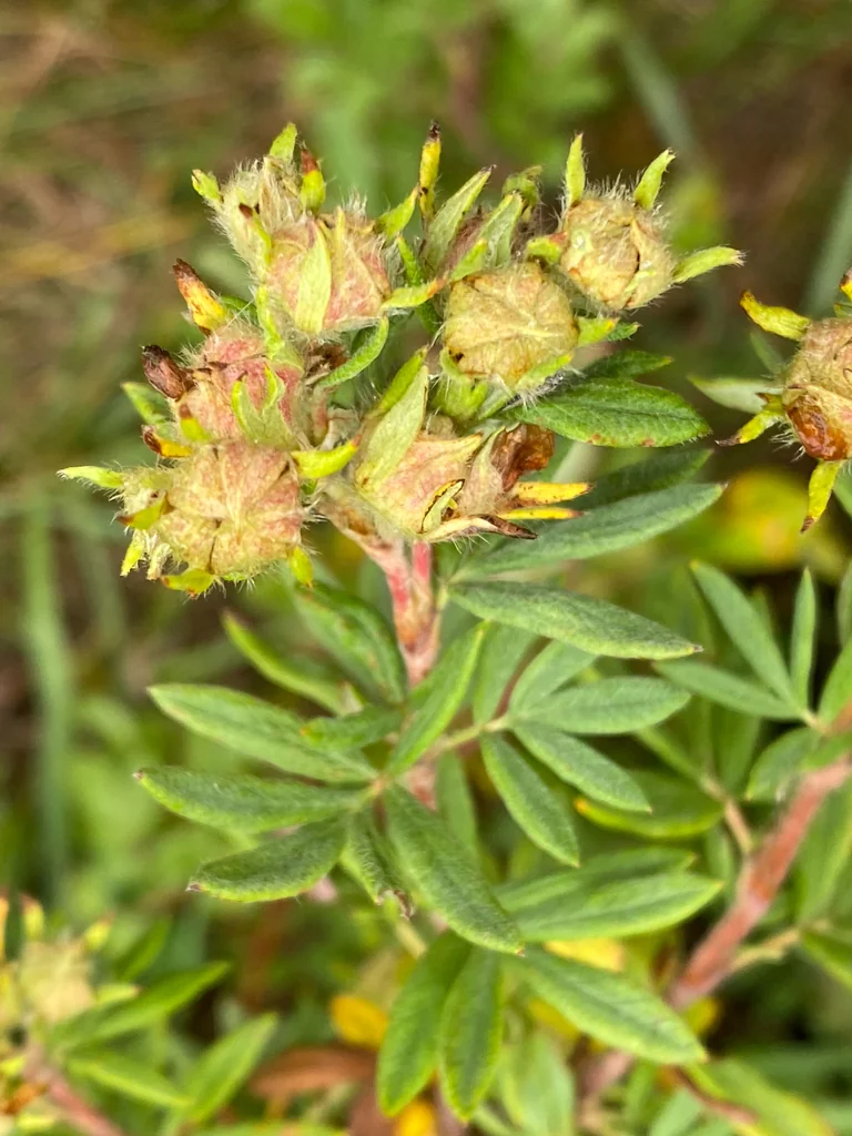 Potentilla fruticosa
