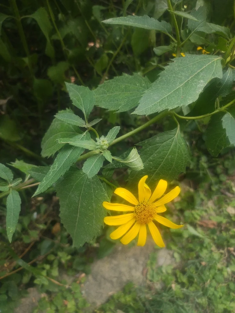Heliopsis helianthoides