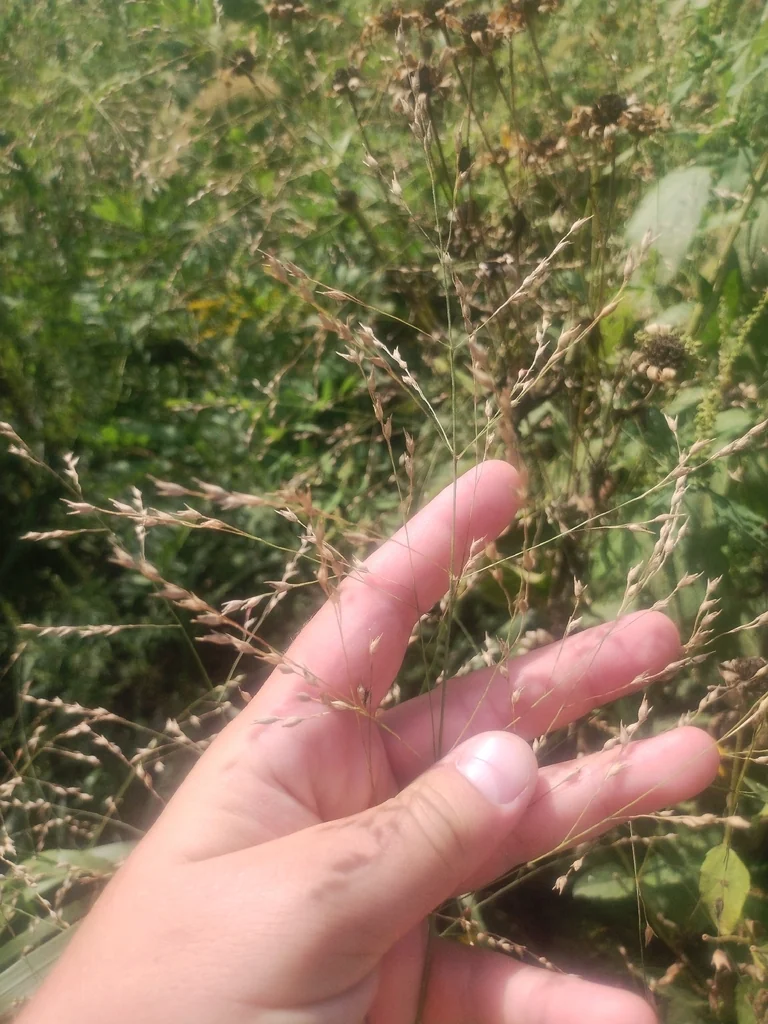 Panicum virgatum