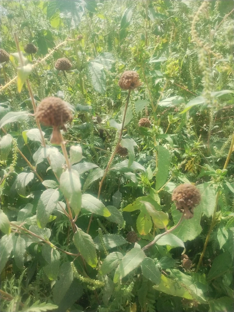 Monarda fistulosa
