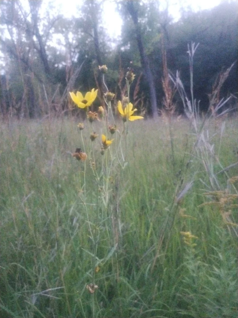 Coreopsis Tripteris