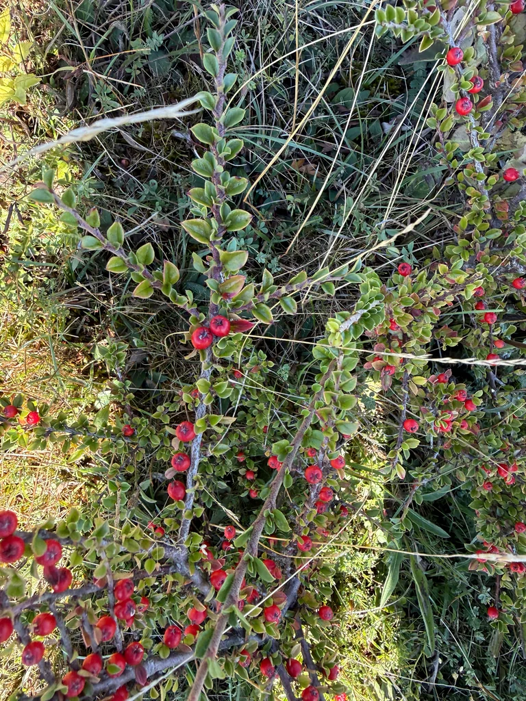 Cotoneaster Horizontalis
