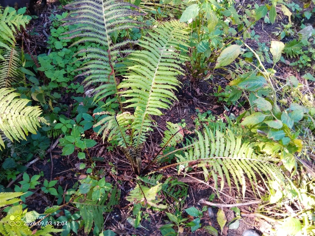 Matteuccia Struthiopteris