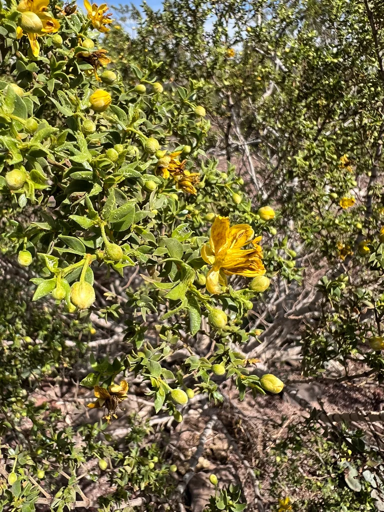 Larrea Tridentata
