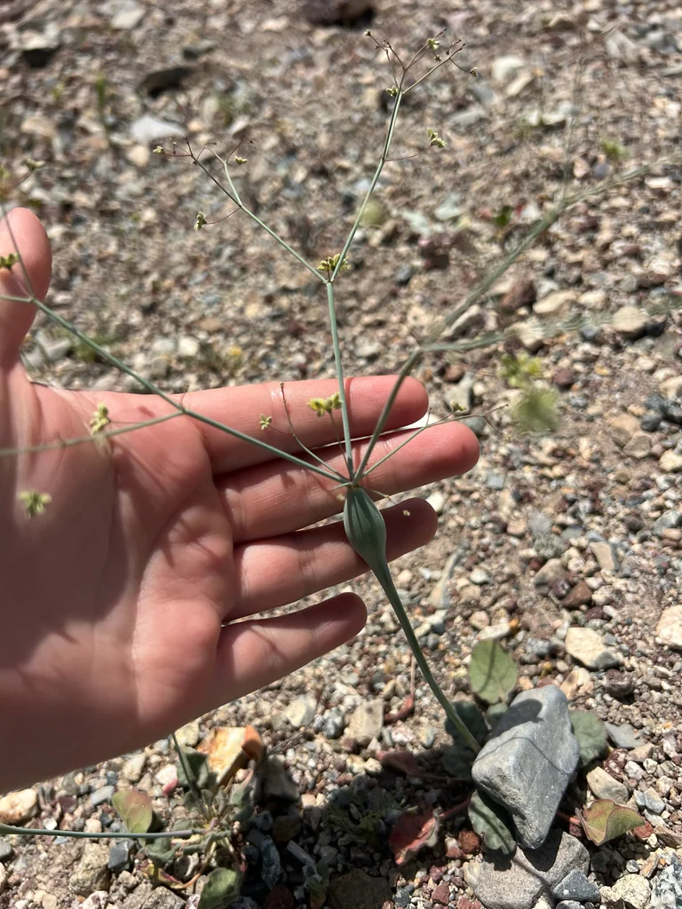 Eriogonum Inflatum