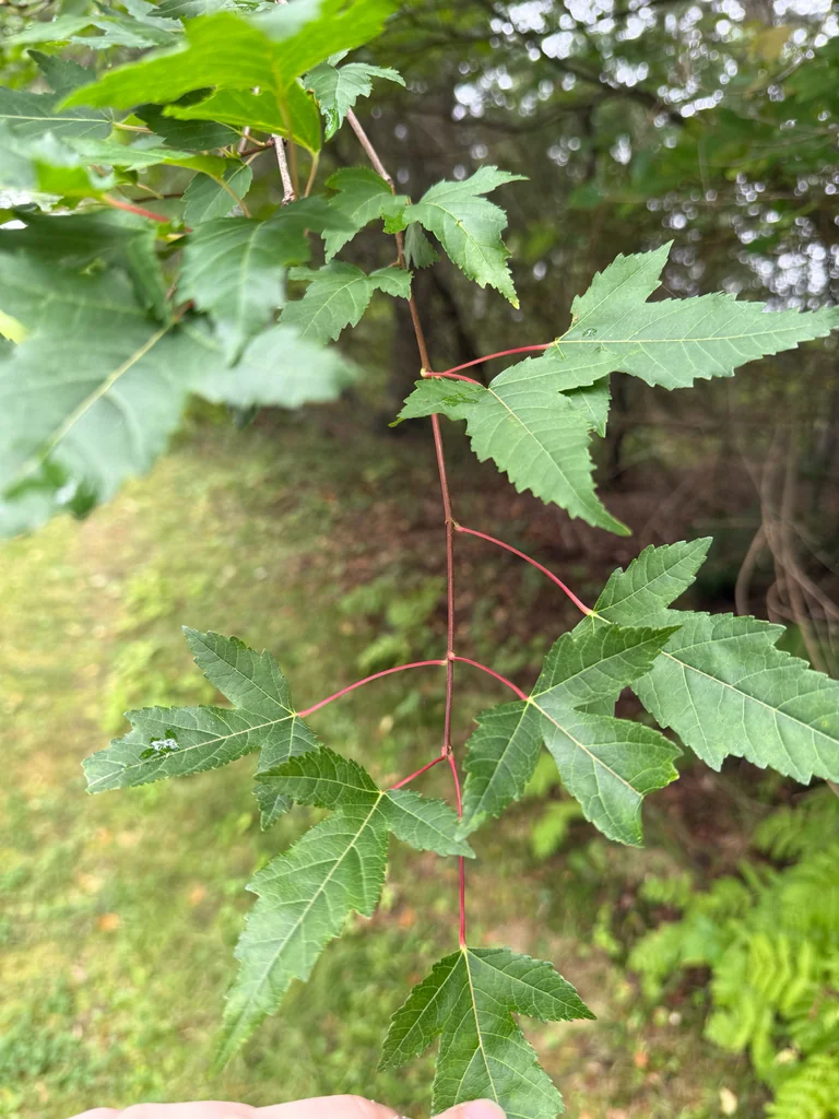 Acer Ginnala