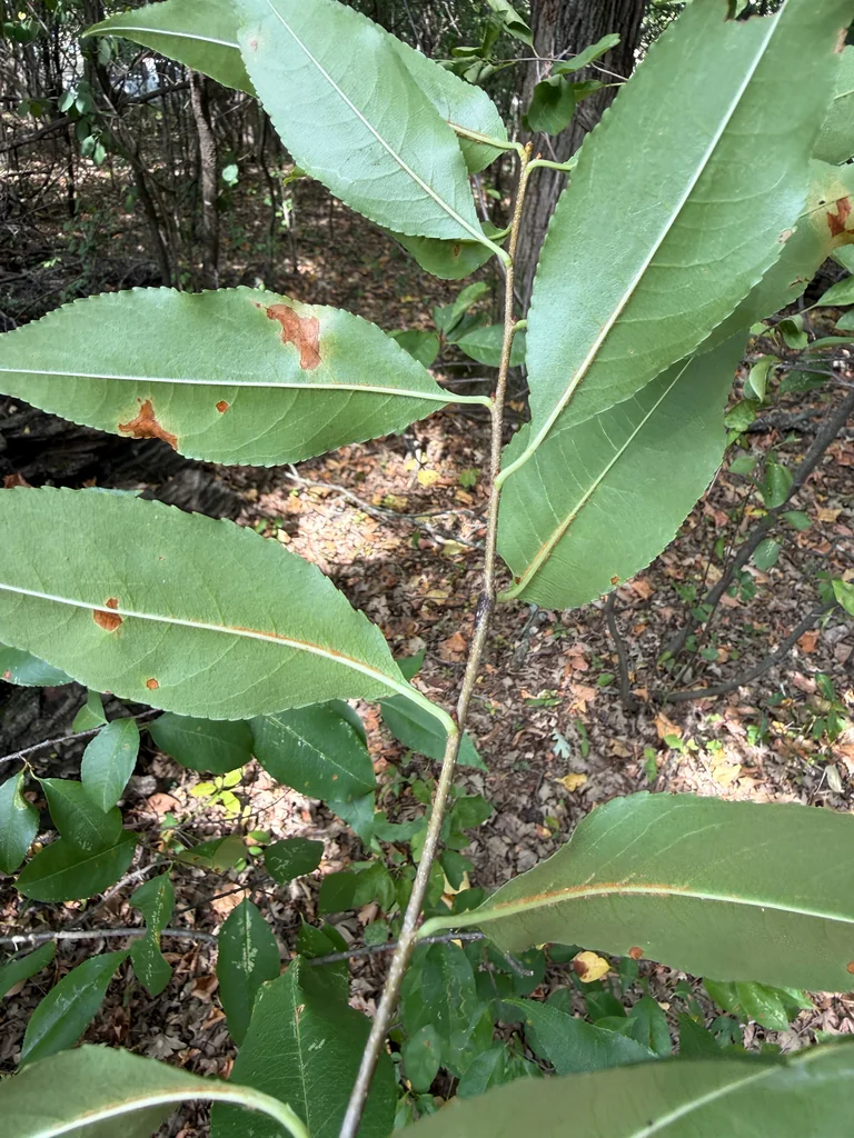 Prunus Serotina