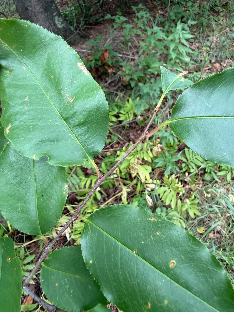 Prunus Serotina