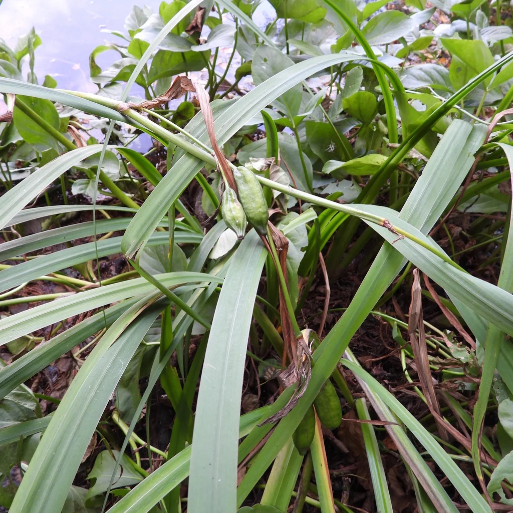 Iris Pseudacorus