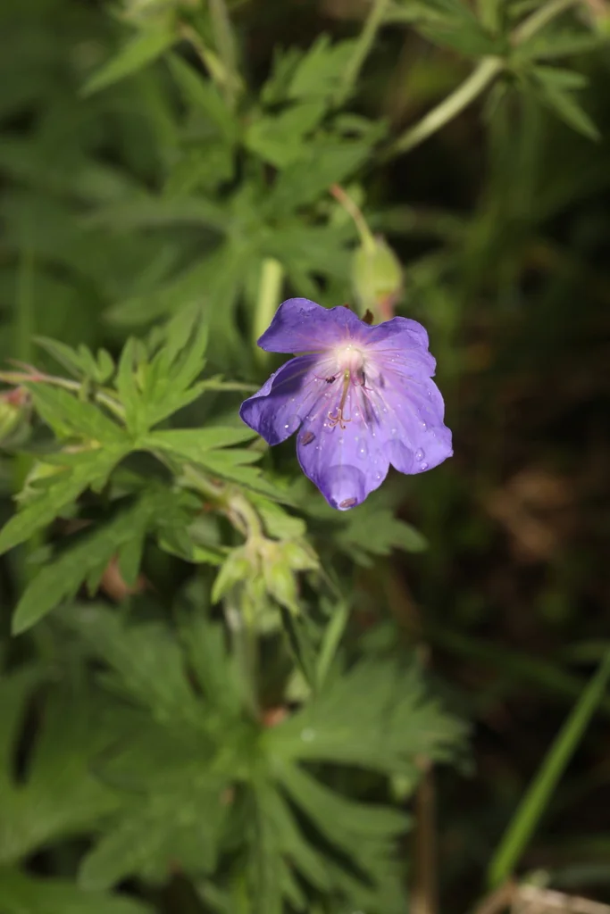 Geranium pratense