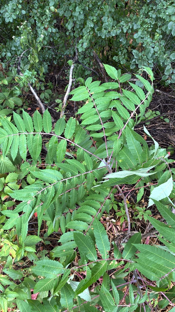 Rhus Glabra