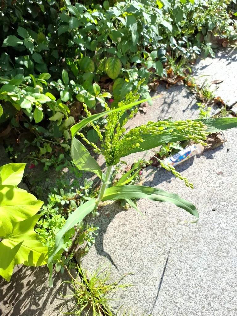 Panicum Miliaceum