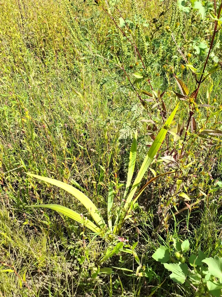 Iris Pseudacorus