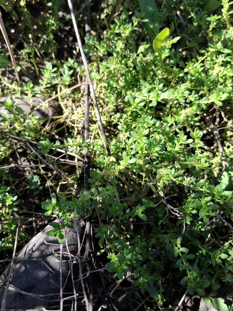 Herniaria Glabra