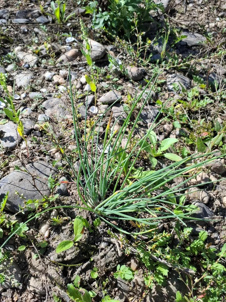 Allium Schoenoprasum