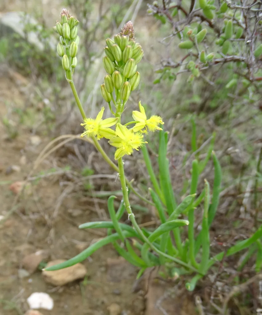 Bulbine Frutescens