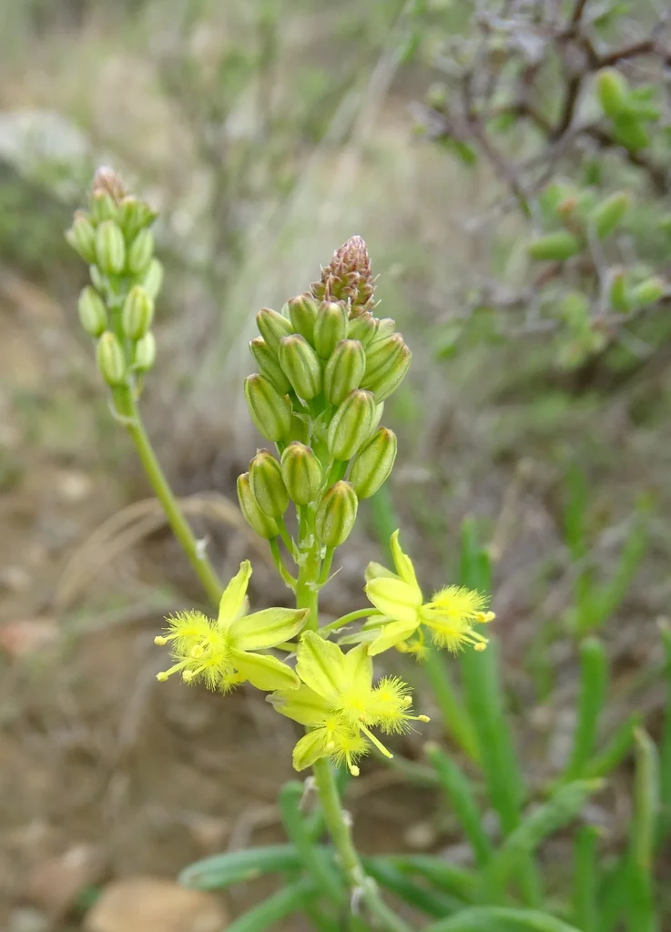 Bulbine Frutescens