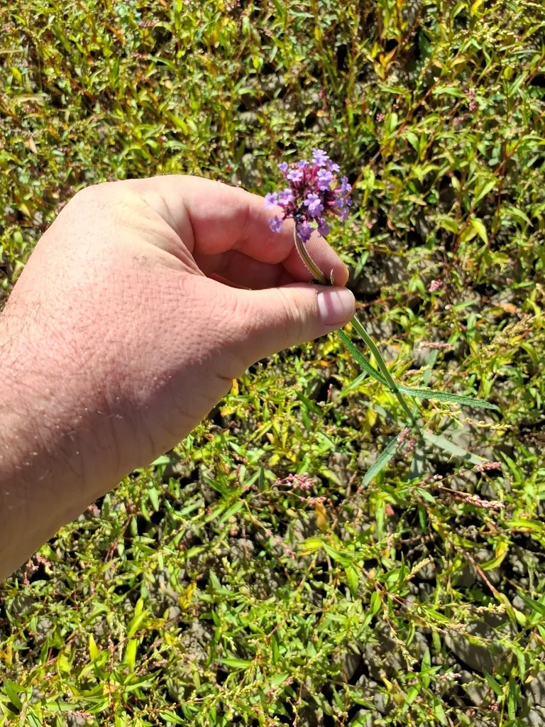Verbena Bonariensis