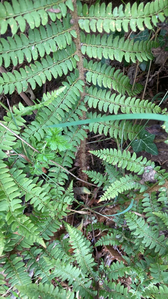 Polystichum Setiferum