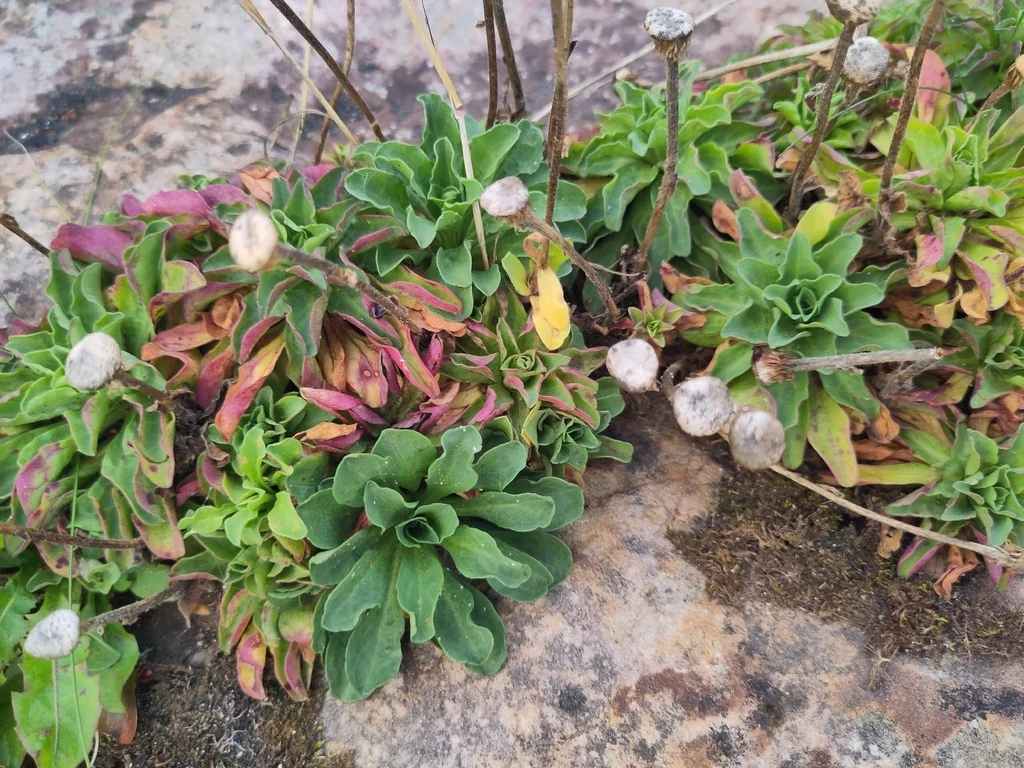 Erigeron Glaucus