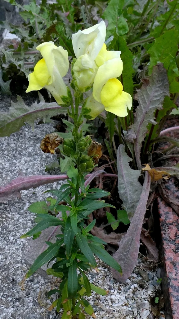 Antirrhinum Majus