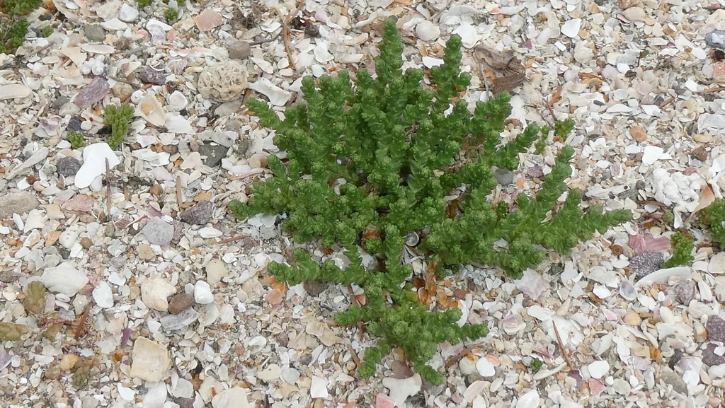Sedum Acre
