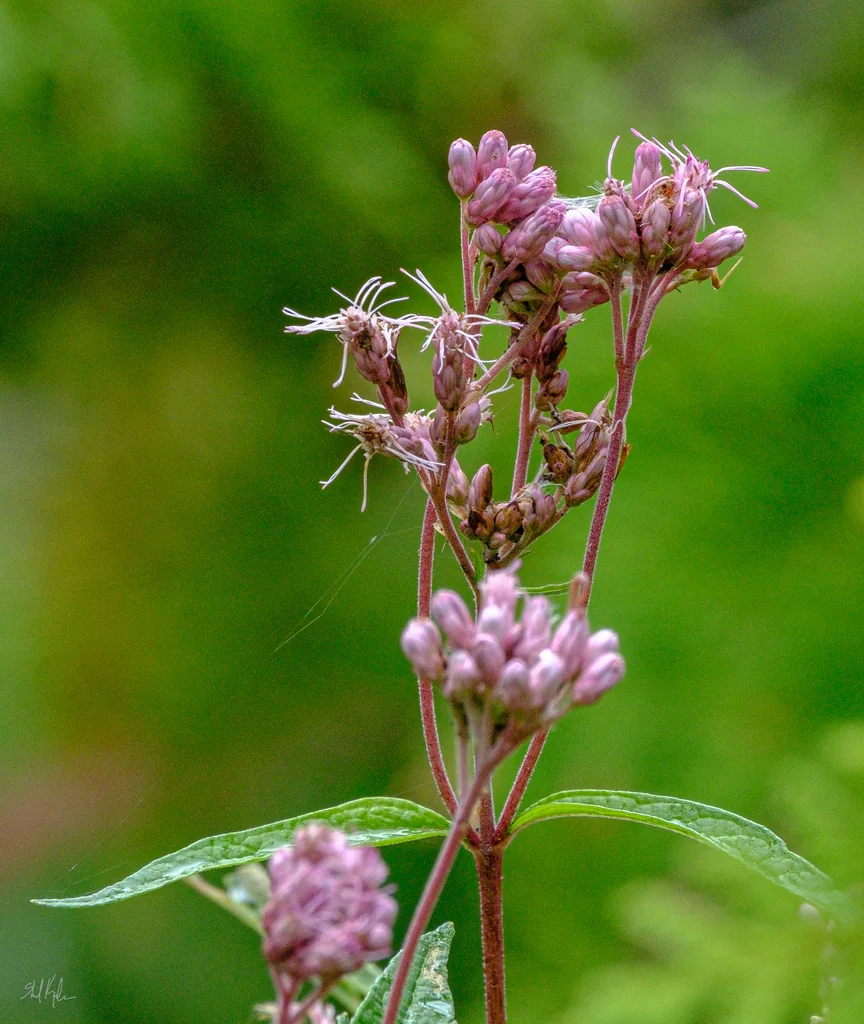 Eutrochium Maculatum