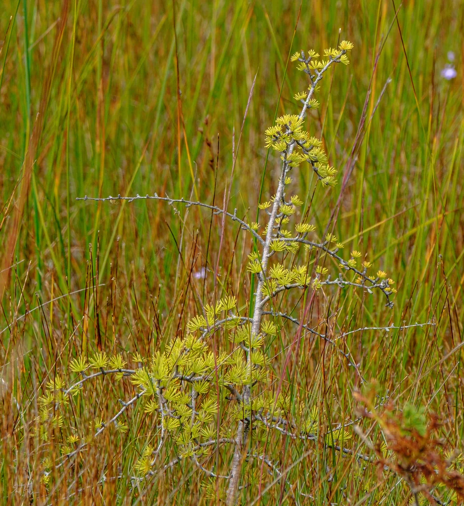 Larix Laricina