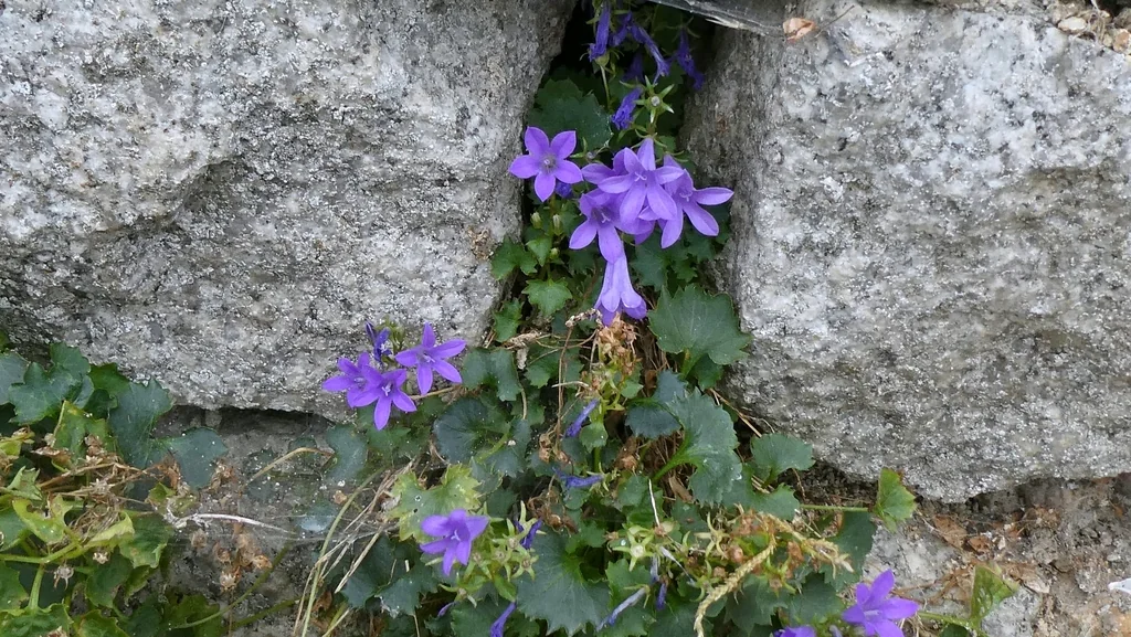 Campanula Portenschlagiana