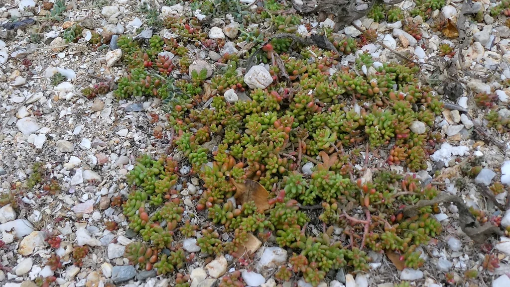 Sedum Album