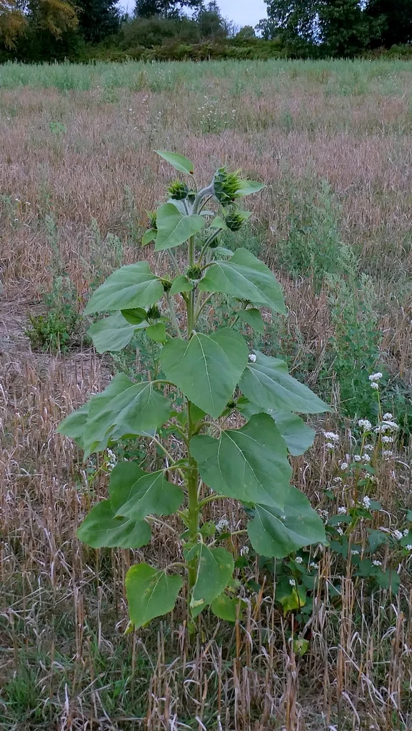 Helianthus Annuus