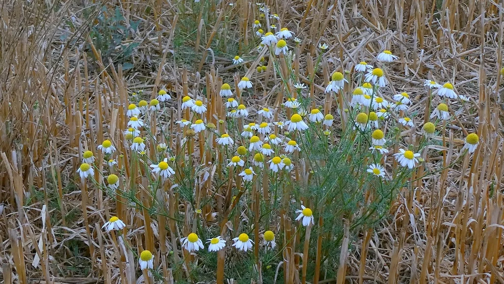Matricaria Recutita