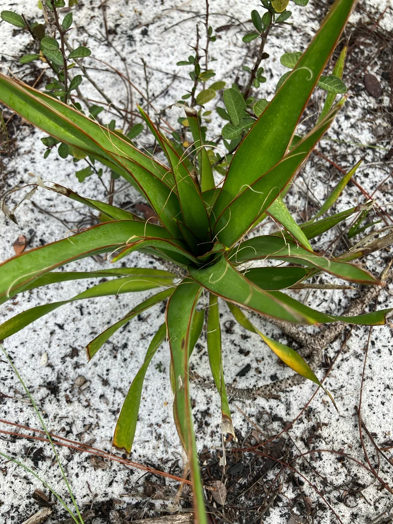 Yucca Filamentosa