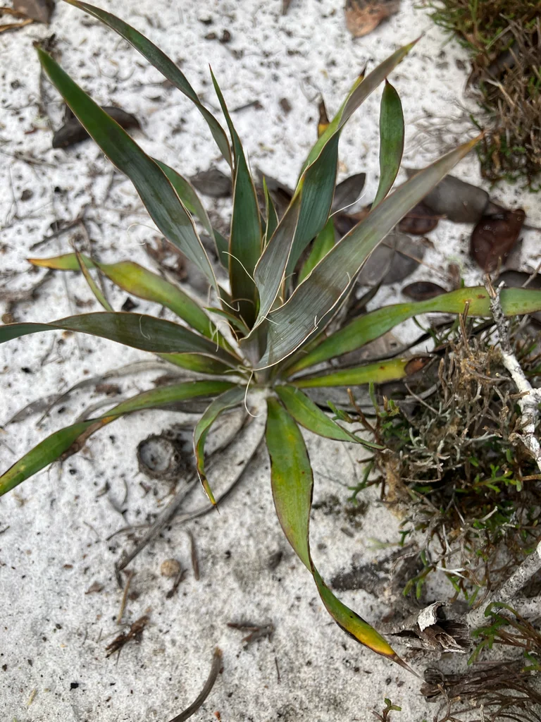 Yucca Filamentosa