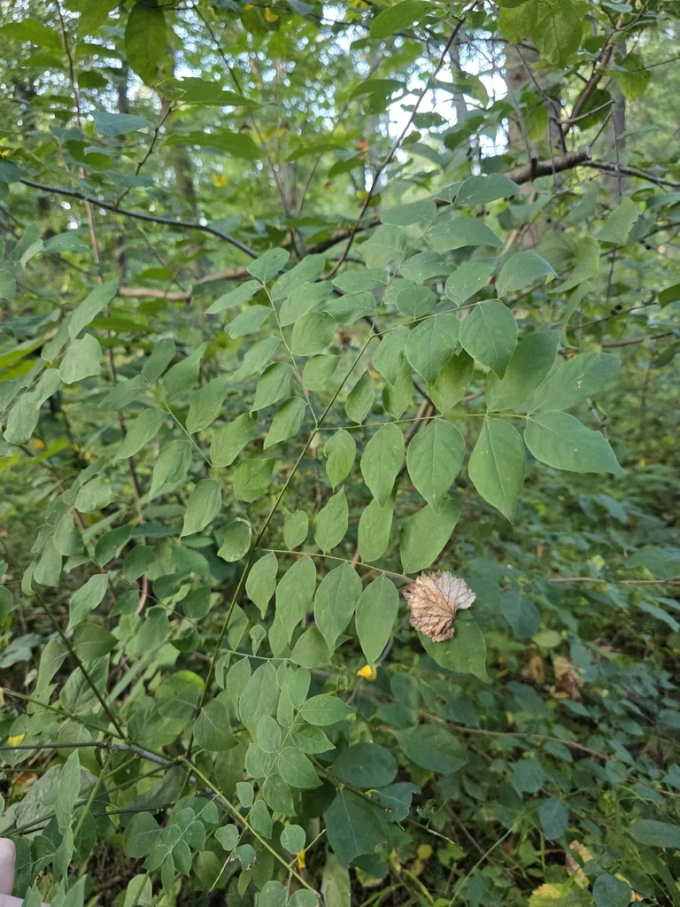 Gymnocladus Dioicus