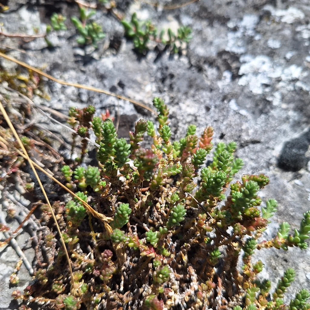 Sedum Acre