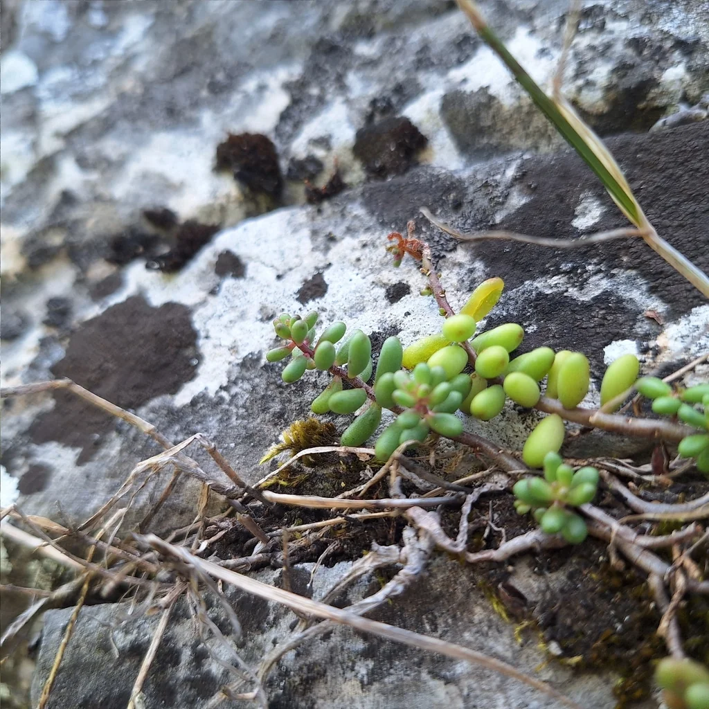 Sedum Album