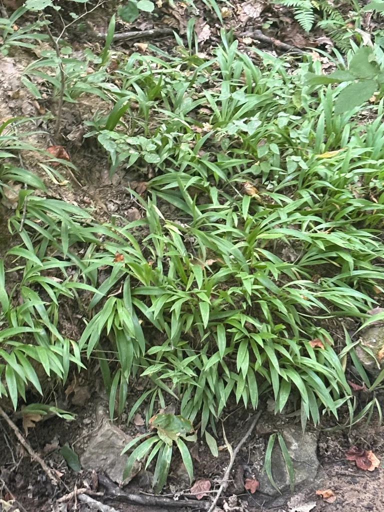 Iris Cristata