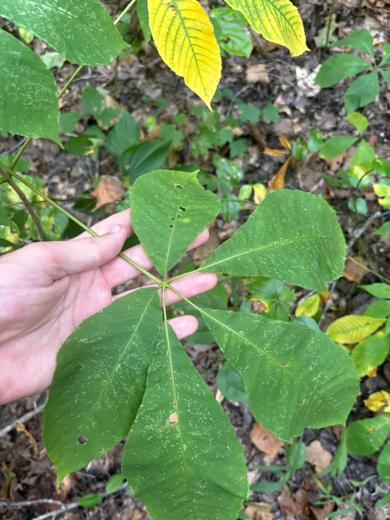 Aesculus Parviflora