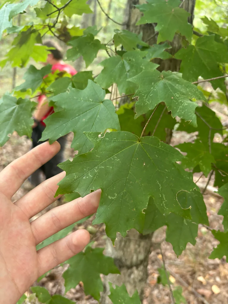 Acer Floridanum