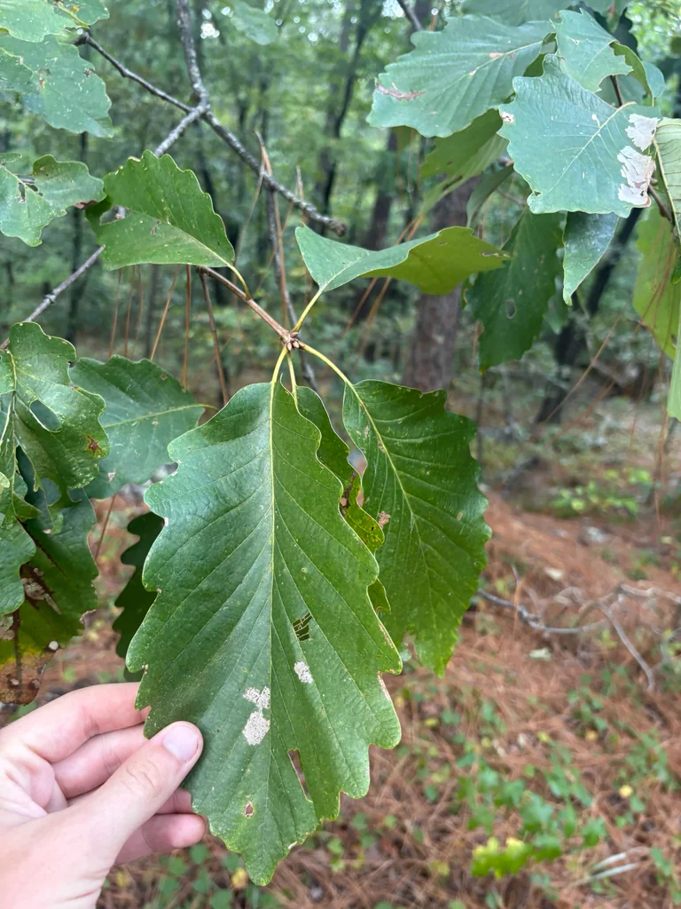 Quercus Montana