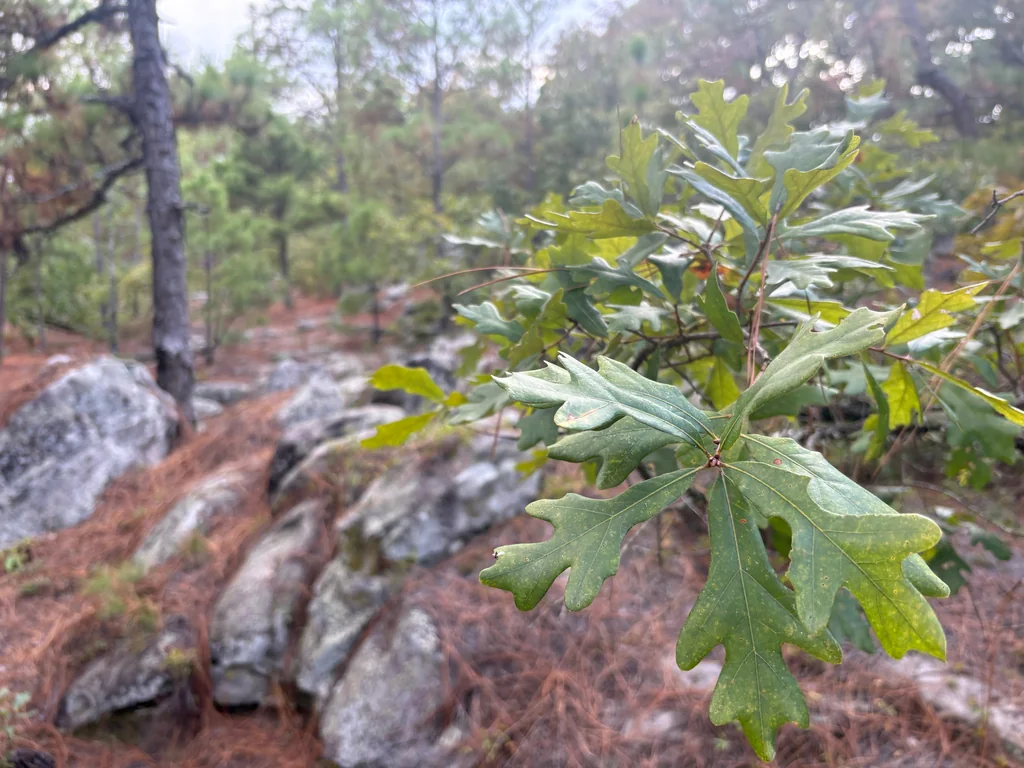 Quercus Stellata