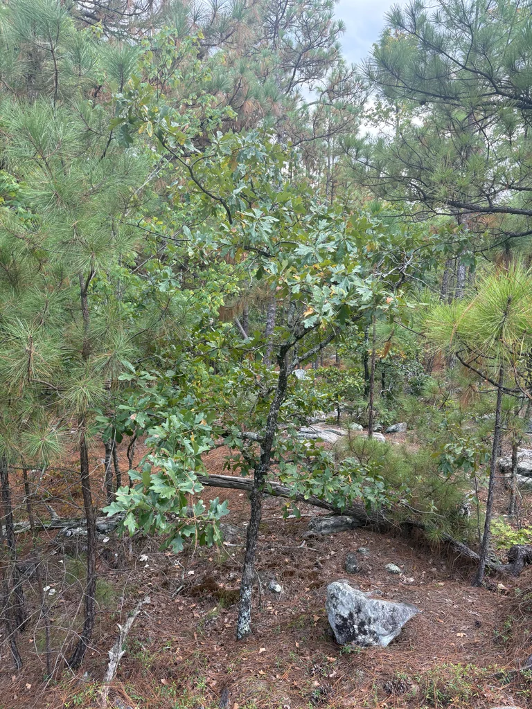 Quercus Stellata