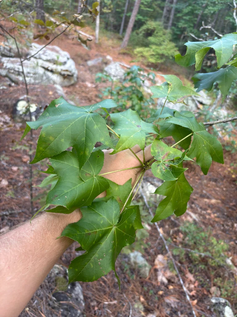 Liquidambar Styraciflua