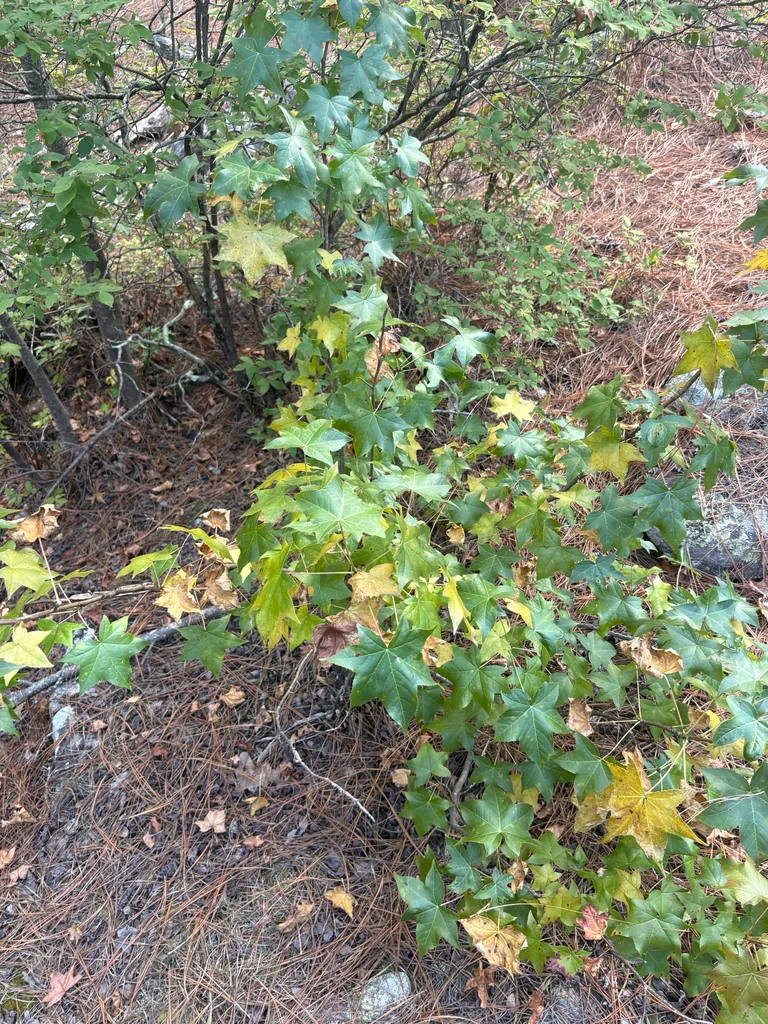 Liquidambar Styraciflua