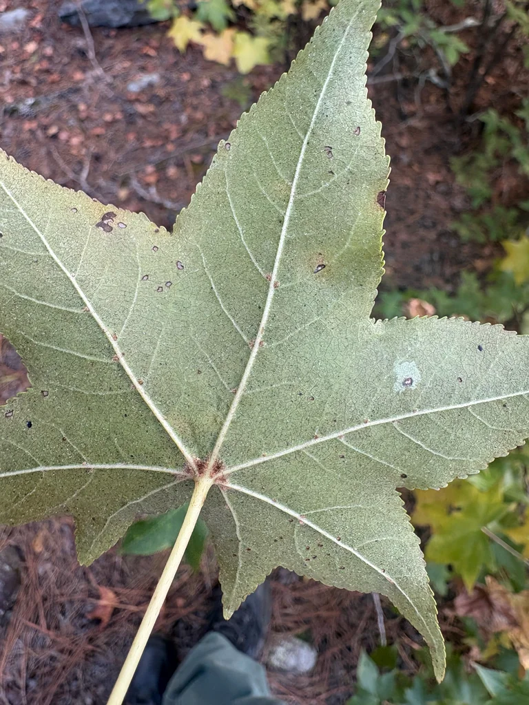 Liquidambar Styraciflua