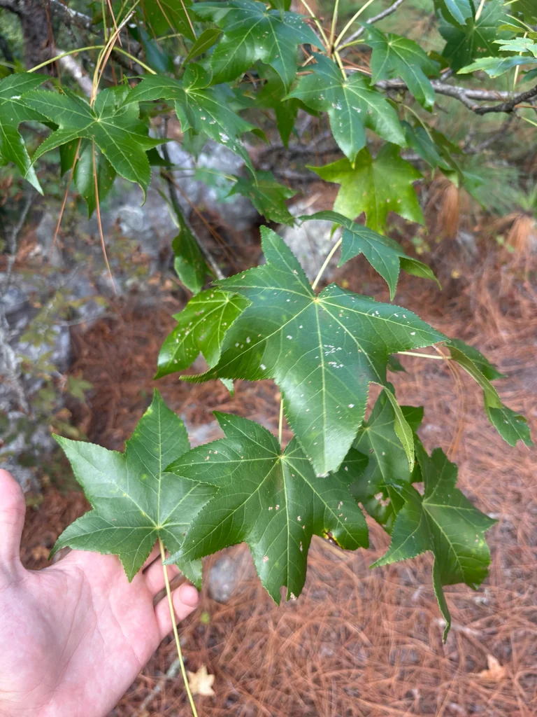 Liquidambar Styraciflua