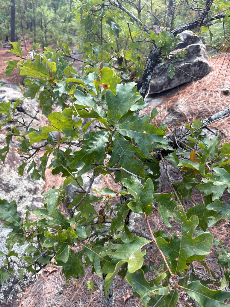 Quercus Stellata