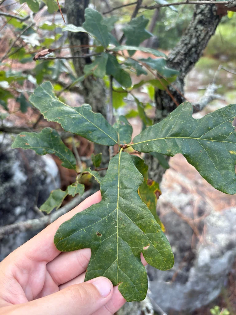 Quercus Stellata